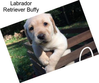 Labrador Retriever Buffy
