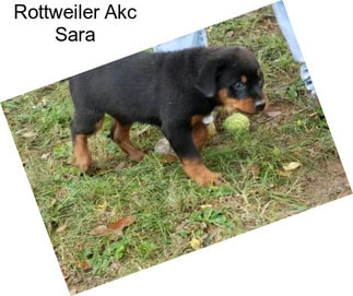 Rottweiler Akc Sara