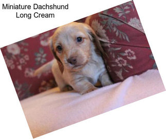 Miniature Dachshund Long Cream