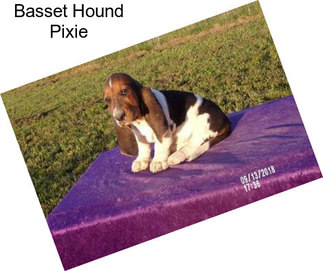 Basset Hound Pixie