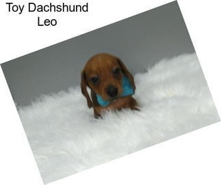 Toy Dachshund Leo