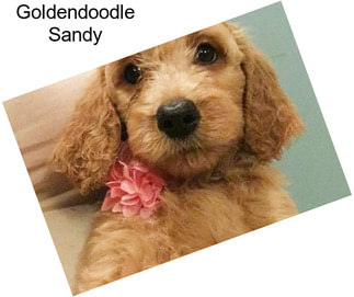 Goldendoodle Sandy