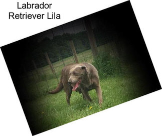 Labrador Retriever Lila