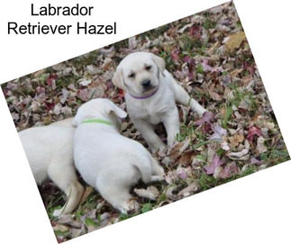 Labrador Retriever Hazel