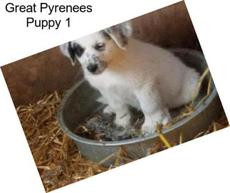 Great Pyrenees Puppy 1