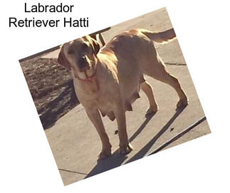 Labrador Retriever Hatti