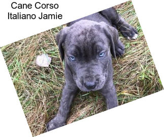 Cane Corso Italiano Jamie