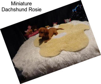 Miniature Dachshund Rosie