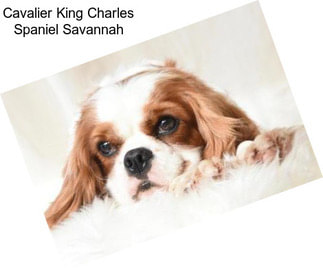 Cavalier King Charles Spaniel Savannah