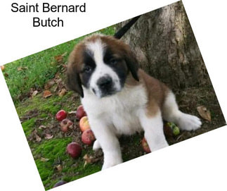 Saint Bernard Butch