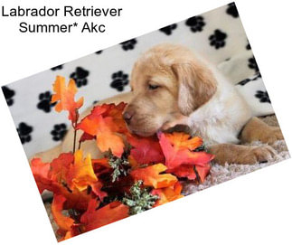 Labrador Retriever Summer* Akc