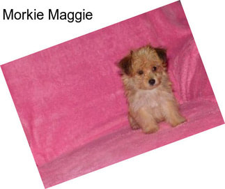Morkie Maggie