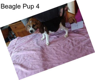 Beagle Pup 4