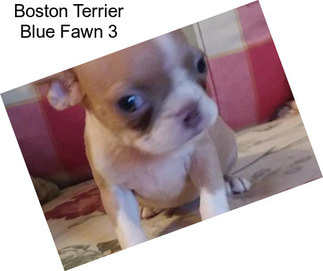 Boston Terrier Blue Fawn 3