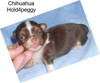 Chihuahua Hold4peggy