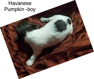 Havanese Pumpkin -boy