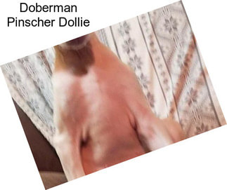 Doberman Pinscher Dollie