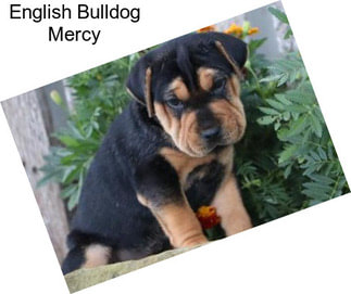 English Bulldog Mercy