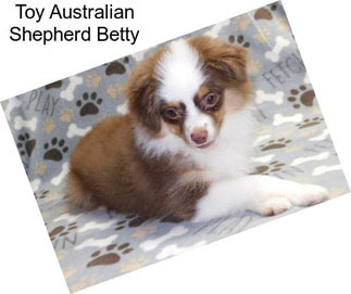 Toy Australian Shepherd Betty