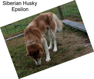 Siberian Husky Epsilon