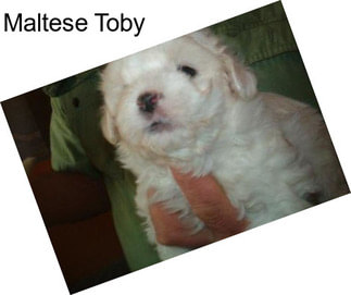 Maltese Toby