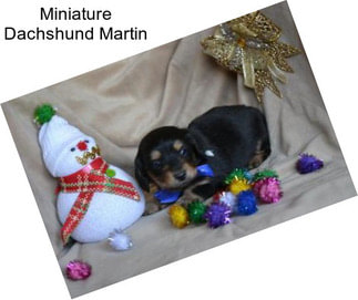 Miniature Dachshund Martin