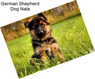 German Shepherd Dog Nala