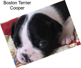 Boston Terrier Cooper