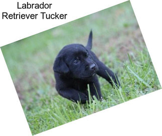 Labrador Retriever Tucker