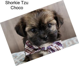 Shorkie Tzu Choco