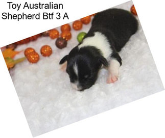 Toy Australian Shepherd Btf 3 A