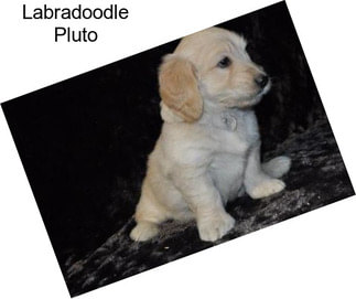 Labradoodle Pluto