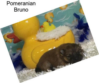 Pomeranian Bruno