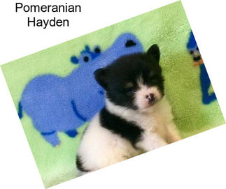 Pomeranian Hayden