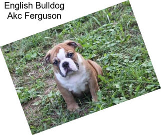 English Bulldog Akc Ferguson