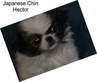 Japanese Chin Hector