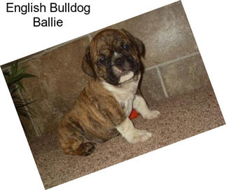 English Bulldog Ballie