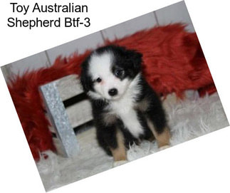 Toy Australian Shepherd Btf-3