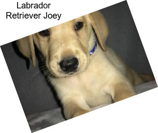 Labrador Retriever Joey