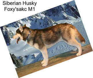 Siberian Husky Foxy\'sakc M1
