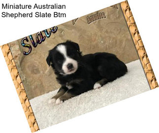 Miniature Australian Shepherd Slate Btm