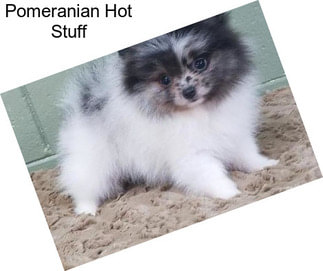 Pomeranian Hot Stuff