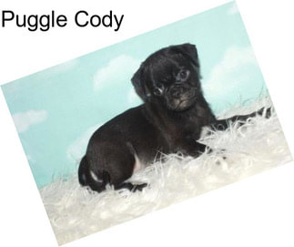 Puggle Cody