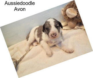 Aussiedoodle Avon