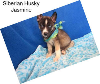 Siberian Husky Jasmine