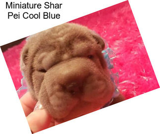 Miniature Shar Pei Cool Blue