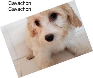 Cavachon Cavachon