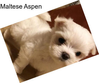 Maltese Aspen