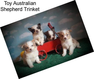 Toy Australian Shepherd Trinket