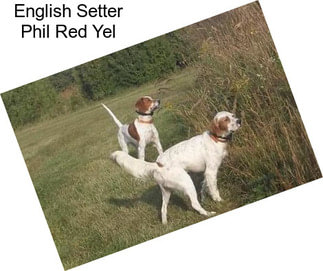 English Setter Phil Red Yel